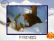 Ours des Pyrénées (carte postale).