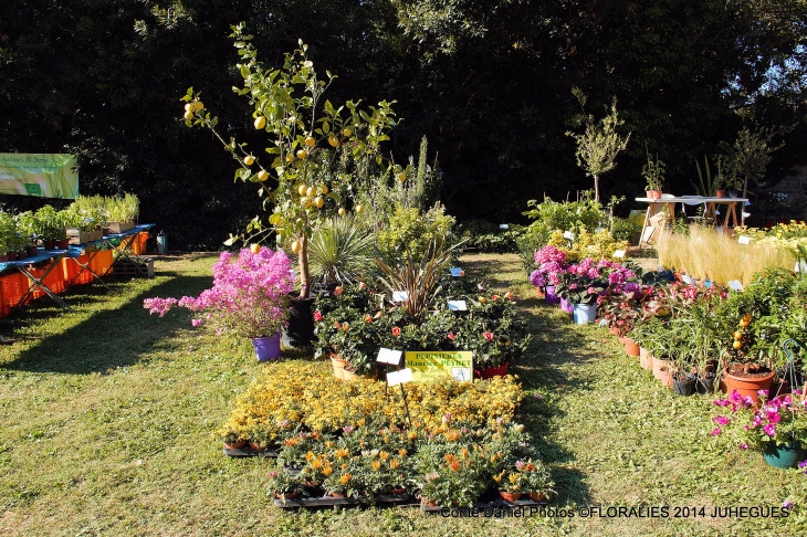 Floralies 2014 a Juhegues - Torreilles