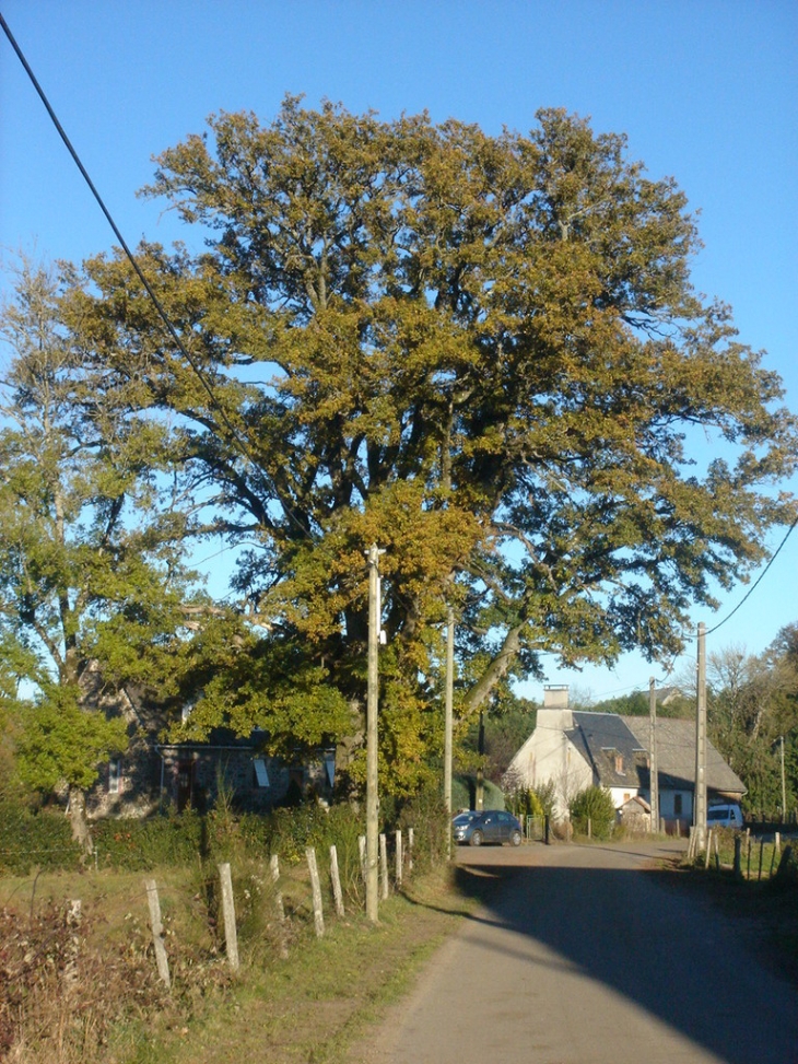 Chêne - Saint-Pantaléon-de-Lapleau