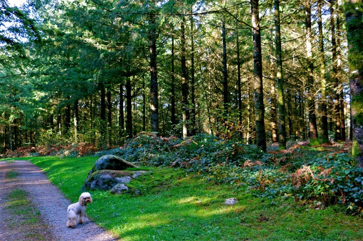 Dans le bois de Thouraud - Maisonnisses