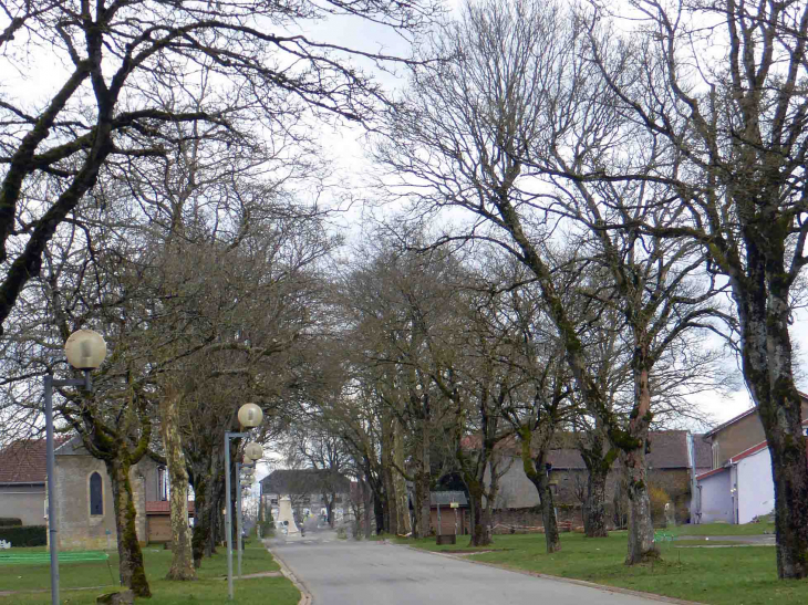 La rue principale bordée d'arbres - Mercy-le-Haut