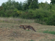renard errant autour du fort