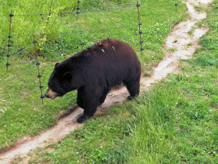 Parc animalier de Sainte Croix : les ours - Rhodes