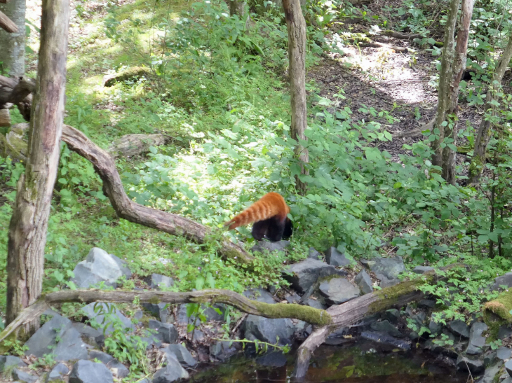Parc animalier de Sainte Croix : panda roux - Rhodes