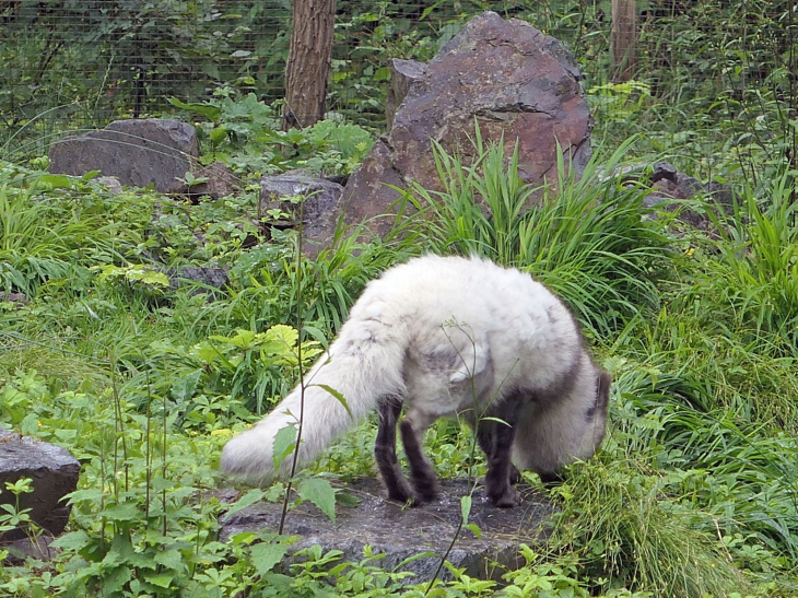 Parc animalier de Sainte Croix : renard polaire - Rhodes