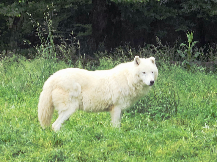 Parc animalier de Sainte Croix : loup arctique - Rhodes