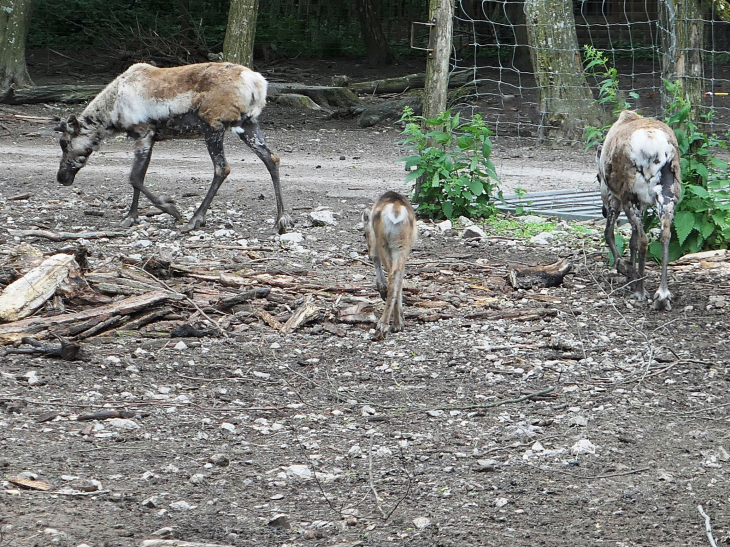 Parc animalier de Sainte Croix : rennes - Rhodes
