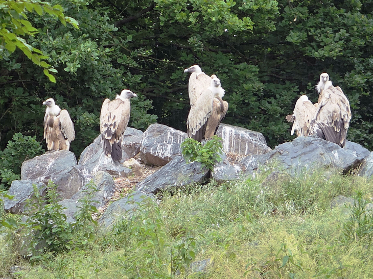 Parc animalier de Sainte Croix : les vautours - Rhodes