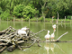 Parc animalier de Sainte Croix : les oiseaux des étangs