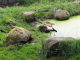 Parc animalier de Sainte Croix : cigogne