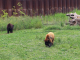 Parc animalier de Sainte Croix : les ours