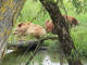 Parc animalier de Sainte Croix : les ours