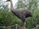 Photo suivante de Rhodes Parc animalier de Sainte Croix : oiseau éléphnant