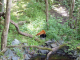 Photo suivante de Rhodes Parc animalier de Sainte Croix : panda roux