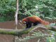 Photo suivante de Rhodes Parc animalier de Sainte Croix : panda roux