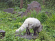 Parc animalier de Sainte Croix : renard polaire