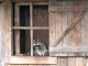 Parc animalier de Sainte Croix : raton laveur
