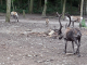 Parc animalier de Sainte Croix : rennes