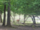 Photo suivante de Rhodes Parc animalier de Sainte Croix : biche dans le bois