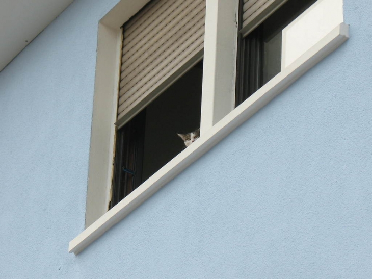 Le chat vous regarde - Sarreguemines