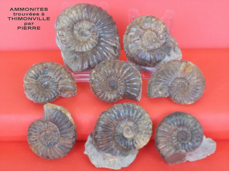 Fossiles trouvés dans les environs de thimonville photos de pierre R