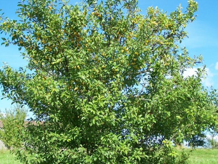 L'arbre aux fruits d'or  Evaux et menil - Évaux-et-Ménil