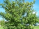 Photo précédente de Évaux-et-Ménil L'arbre aux fruits d'or  Evaux et menil