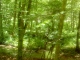 Photo suivante de Vioménil Source de la Saône qui continue dans les bois G.K