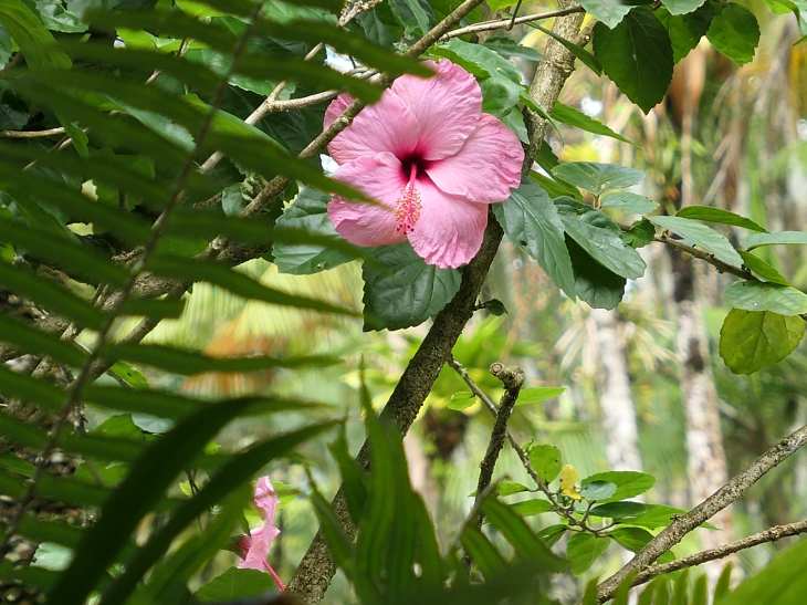 Le jardin de BALATA : hibiscus - Fort-de-France