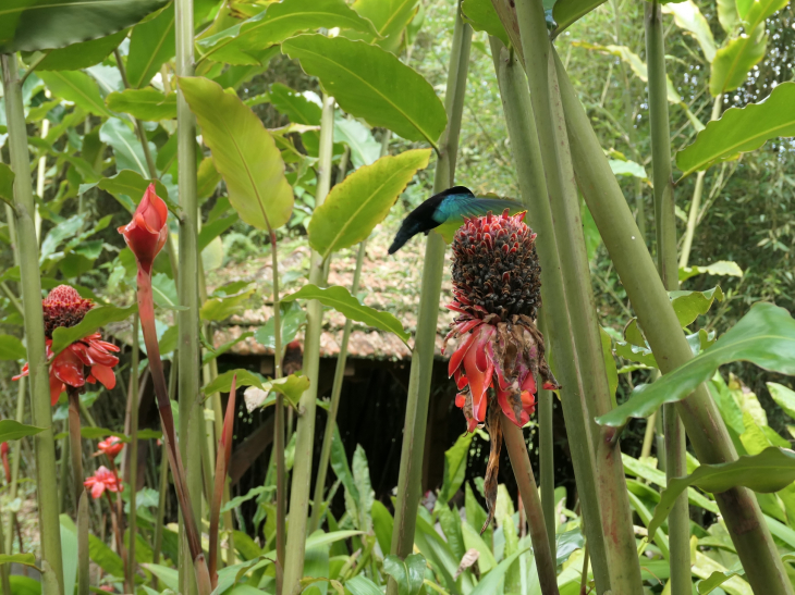 Le jardin de BALATA : colibri et rose deporcelaine - Fort-de-France