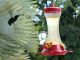 le jardin de BALATA : colibri