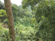 le jardin de BALATA la balade dans les arbres