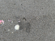 bernard l'hermite sortant de son trou sur la plage