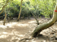 Presqu'île de la Caravelle : arbre à fruirt toxiques dans la mangrove
