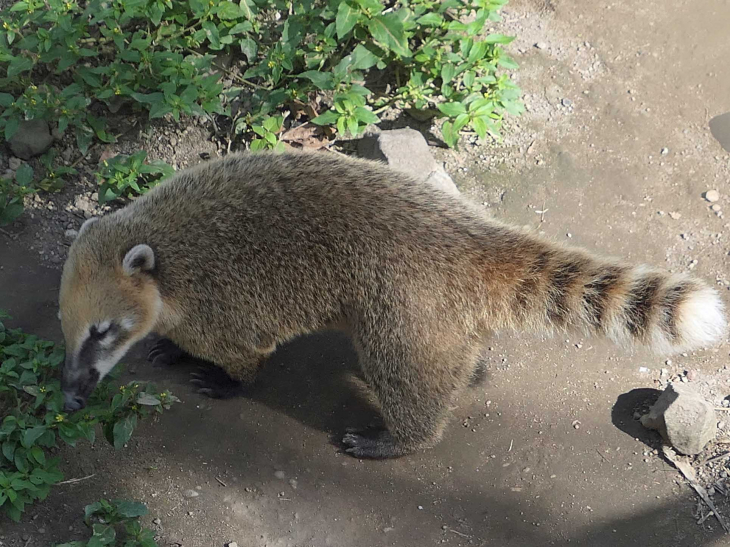 Zoo de la Martinique : coatis roux - Le Carbet