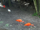 Zoo de la Martinique : ibis rouges