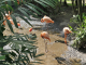 Zoo de la Martinique : flamants des Caraïbes