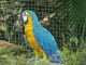 Zoo de la Martinique : ara