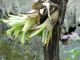 Zoo de la Martinique : papillons