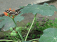 Zoo de la Martinique  : papillons