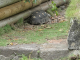 Zoo de la Martinique : tortue denticulée