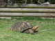 Zoo de la Martinique : tortue sillonnée