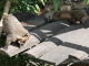 Zoo de la Martinique : coatis