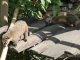 Zoo de la Martinique : coatis roux