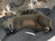 Photo précédente de Le Carbet Zoo de la Martinique : coatis roux