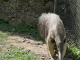 Zoo de la Martinique : fourmilier