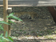 Zoo de la Martinique : jaguar