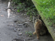 Zoo de la Martinique : ratons laveurs