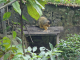 Zoo de la Martinique :saïmiri à tête noire
