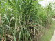 Habitation Clément : champ de cannes à sucre